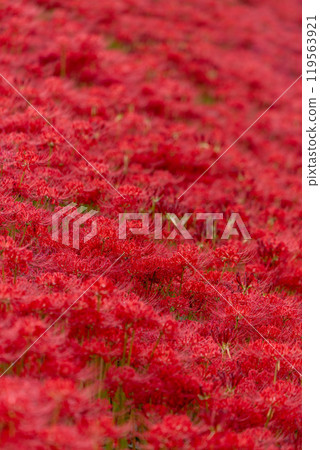 [Autumn] Clusters of red spider lilies [Hoshitani, Katsuura-cho, Katsuura-gun, Tokushima Prefecture] 119563921