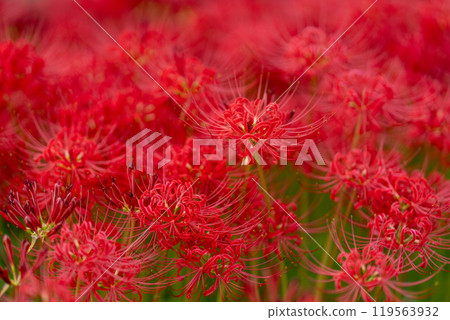 [秋天]簇生的蜘蛛百合[德島縣勝浦郡勝浦町星谷] 119563932