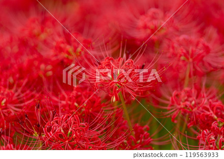 [秋天]簇生的蜘蛛百合[德島縣勝浦郡勝浦町星谷] 119563933