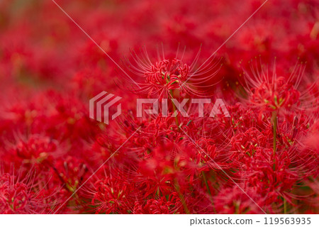 [Autumn] Clusters of red spider lilies [Hoshitani, Katsuura-cho, Katsuura-gun, Tokushima Prefecture] 119563935