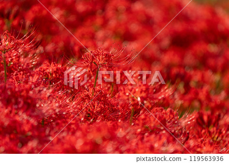 [Autumn] Clusters of red spider lilies [Hoshitani, Katsuura-cho, Katsuura-gun, Tokushima Prefecture] 119563936