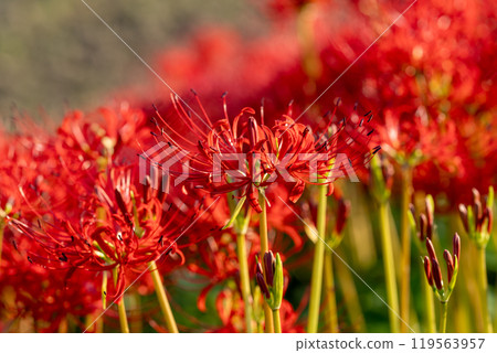 [Autumn] Clusters of red spider lilies [Hoshitani, Katsuura-cho, Katsuura-gun, Tokushima Prefecture] 119563957