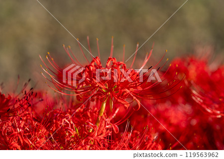 [Autumn] Clusters of red spider lilies [Hoshitani, Katsuura-cho, Katsuura-gun, Tokushima Prefecture] 119563962