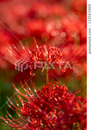 [Autumn] Clusters of red spider lilies [Hoshitani, Katsuura-cho, Katsuura-gun, Tokushima Prefecture] 119563969