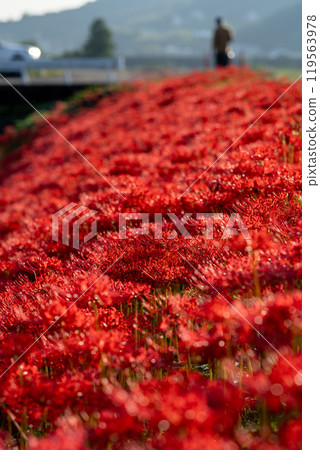 [Autumn] Clusters of red spider lilies [Hoshitani, Katsuura-cho, Katsuura-gun, Tokushima Prefecture] 119563978