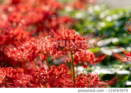 [Autumn] Clusters of red spider lilies [Hoshitani, Katsuura-cho, Katsuura-gun, Tokushima Prefecture] 119563979