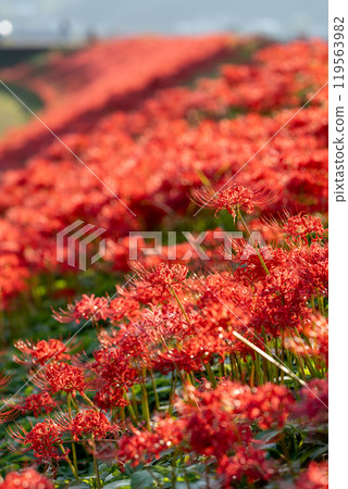 [秋天]簇生的蜘蛛百合[德島縣勝浦郡勝浦町星谷] 119563982