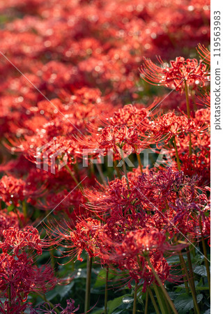 [秋天]簇生的蜘蛛百合[德島縣勝浦郡勝浦町星谷] 119563983