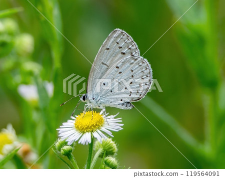 A blue butterfly sucking nectar from an efflower flower A blue butterfly sucking nectar from an efflower flower 119564091