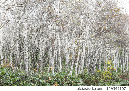 Yellow leaves in the birch forest of Hachimantai, Iwate Prefecture Bright yellow leaves of Hachimantai 119564107