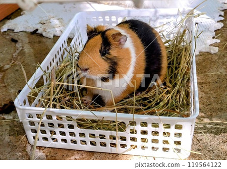 豚鼠正在午睡 119564122