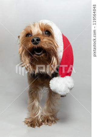 A Cheerful Dog Dressed Festively in a Santa Hat is Joyfully Posing for the Holidays 119564848