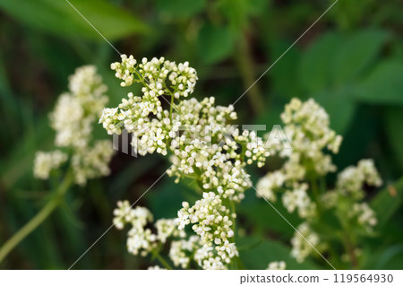 Cluster of white delicate tiny flowers of Galium boreale, or northern bedstraw, are blooming among grass in the forest. 119564930