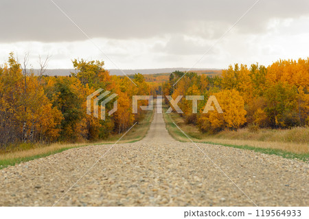 Country road with gravel among bright yellow autumn trees in the woodland. Country road with gravel among bright yellow autumn trees in the woodland. 119564933
