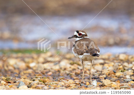 Back view of a cute shore bird Killdeer standing on gravel near the river bank in summer. 119565090
