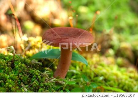 Cute brown spicy mushroom Lactarius rufus or Red hot milk cap is growing in green moss in the wild woodland. 119565107