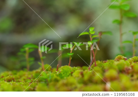 Cute little sprouts of bearberry branches, evergreen creeping shrub, are growing from green moss in the forest. 119565108