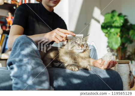 domestic cat grooming 119565129