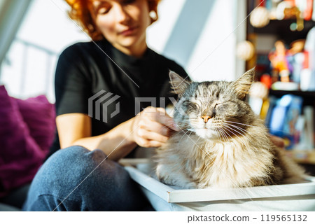 domestic cat grooming domestic cat grooming 119565132