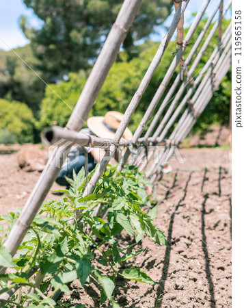 Unfocused Gardener Tending Plants in Sunny Garden Unfocused Gardener Tending Plants in Sunny Garden 119565158