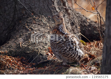 Female ruffed grouse in the wild under the tree, walking in the forest in perfect camouflage. 119565175