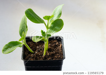 Little plants of cucumbers seeded indoors in a plastic cup in the greenhouse ready to transplant. 119565179
