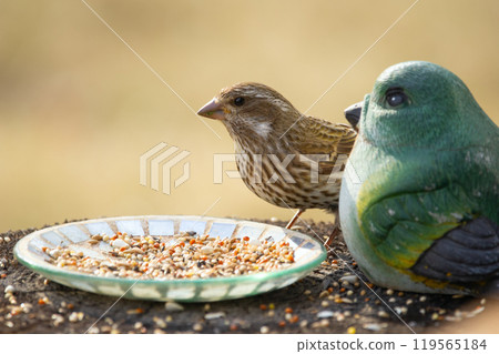 Female Purple finch is standing on the stump with a plate and decoration bird in the backyard and eating seeds. 119565184