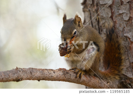 American red squirrel is sitting on a branch of the spruce tree and eating seeds from the cone. 119565185