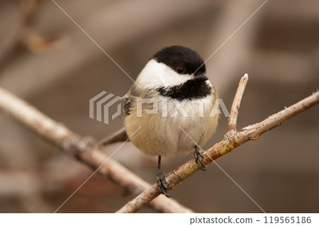 Cute bird Black-capped chickadee is sitting on a bald tree branch in the early spring. 119565186