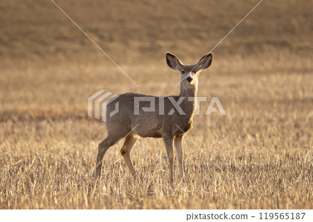 Mule deer in the agricultural field with wheat stubbles in early spring morning. 119565187