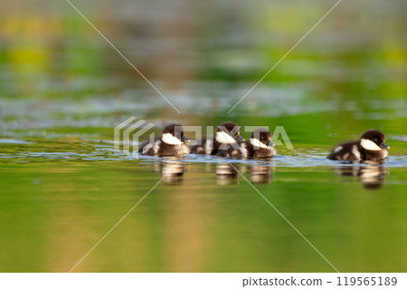 Cute little ducklings of Bufflehead duck are swimming on the water of the river with reeds in summer sunny warm day, reflection on the water. 119565189