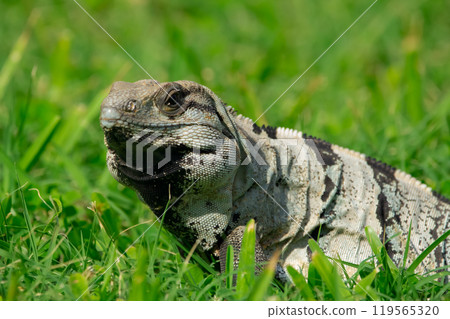Mexican (or western) spiny-tailed iguana, or stenosaura pectinata, is looking from the grass in a sunny day. Mexico. 119565320