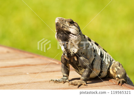 Mexican (or western) spiny-tailed iguana, or stenosaura pectinata, is sitting on the porch in the backyard and suntanning in a hot day. 119565321