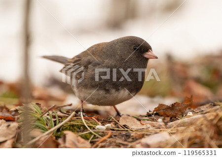 Little songbird Dark-eyed junco is foraging in winter on the ground in dry grass and leaves, looking for seeds. Little songbird Dark-eyed junco is foraging in winter on the ground in dry grass and leaves, looking for seeds. 119565331