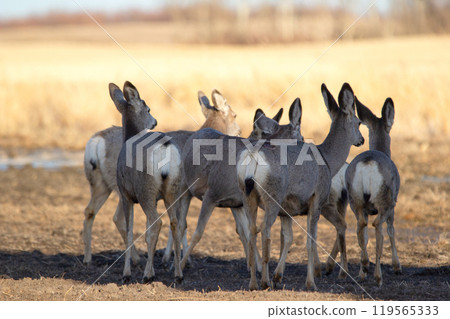 Group of young Mule deers on the agricultural field with puddles in early spring, bald trees and yellow grass. 119565333