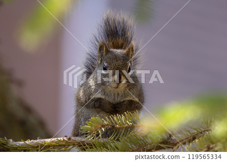 Funny looking grumpy American red squirrel is sitting on the branch of the spruce tree in spring, photo with bokeh. 119565334