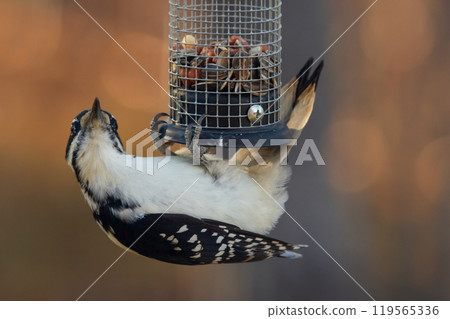 Adult male Hairy woodpecker with red stripes is hanging on the feeder with seeds and peanuts in the back yard in the autumn, orange background. 119565336