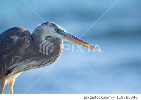 Great blue heron is standing on the rock in the ocean coastline and fishing in a sunny day, blue sea and waves on the background. Great blue heron is standing on the rock in the ocean coastline and fishing in a sunny day, blue sea and waves on the background. 119565340
