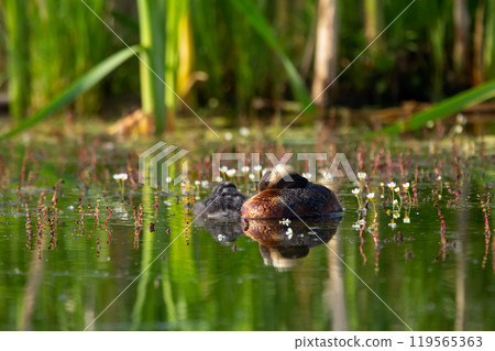 Female Horned grebe with a baby resting on still waters of the lake among green vegetation in summer day. Female Horned grebe with a baby resting on still waters of the lake among green vegetation in summer day. 119565363