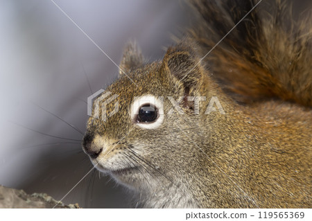 Fluffy American red squirrel is looking serious, sitting on the spruce tree branch in spring day. 119565369