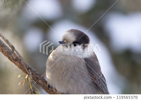 Portrait of Canada jay or Gray jay sitting on the spruce tree branch in winter in cold day. 119565370