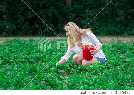 Woman in white shirt is picking strawberries into a bucket in the field. 119565452