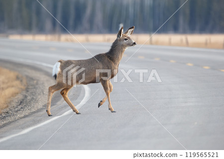 Mule deer is crossing the road in spring close to the forest. 119565521
