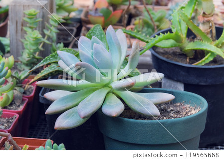 Pointed succulent. Pachyphytum hookeri. Succulents plants in pot in house. Green plants in home. Shaped rose petals in garden. Pointed succulent. Pachyphytum hookeri. Succulents plants in pot in house. Green plants in home. Shaped rose petals in garden. 119565668