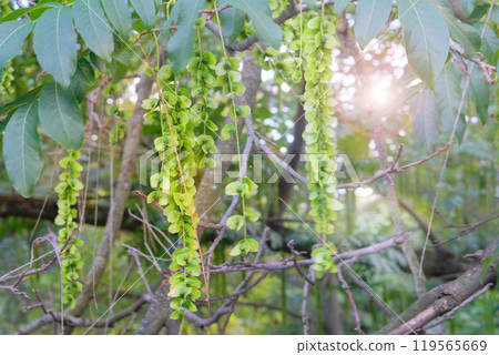 Pterocarya fraxinifolia in park in summer. Romantic plants. Green leaves in garden. Characteristic fruits of Caucasian wingnut. Pterocarya fraxinifolia in park in summer. Romantic plants. Green leaves in garden. Characteristic fruits of Caucasian wingnut. 119565669