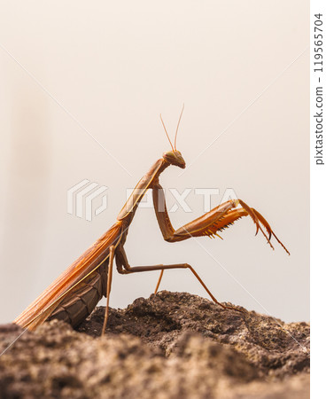 Colorful Praying Mantis - Mantis religiosa. Resting on a Rock in Its Natural Habitat Colorful Praying Mantis - Mantis religiosa. Resting on a Rock in Its Natural Habitat 119565704