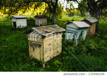 Old abandoned wooden colored bee hives at backyard in the summer garden 119566294