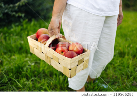 Caucasian female farmer worker hand with a basket of ripe red apples in nature season. Harvesting fresh apples in an orchard 119566295