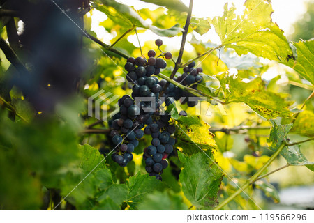 A close-up of ripe red and purple grapes hanging from a vine in the warm sunlight. A close-up of ripe red and purple grapes hanging from a vine in the warm sunlight. 119566296
