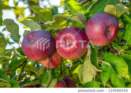 Orchard with Ripe Apples on Trees and Green Leaves Orchard with Ripe Apples on Trees and Green Leaves 119566430